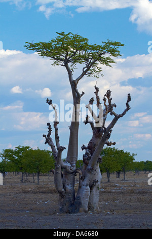 Afrikanischen Moringa, (Moringa Ovalifolia) oder Ghost Baum. Etosha Nationalpark, Namibia, Afrika Stockfoto