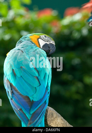 Ein Aqua-Marine Ara Papagei farblich goldenen und grünen Kopf sitzt auf einem Ast, seitwärts suchen. Stockfoto