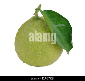 frische grüne Blätter und Zitrone mit Wassertropfen Stockfoto