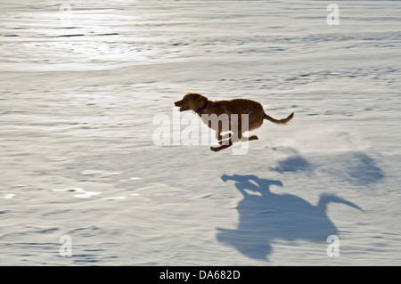 Hund im Schnee Stockfoto