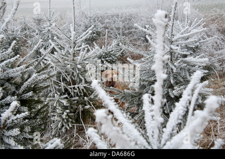 Chesapeake Bay Retriever im Winter Landschaft Stockfoto