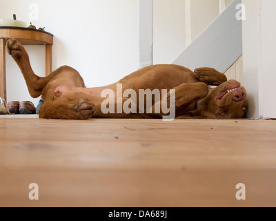 Lächerlich Chesapeake Bay Retriever Stockfoto