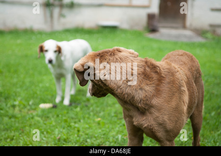 Zwei Hunde - Chesapeake Bay reriever und Zeiger einander beobachten. Stockfoto