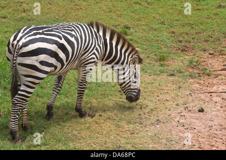 Zebra Rasen in einem Feld mit Freude zu essen. Stockfoto