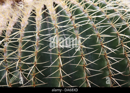 Federkiele und stacheligen Kaktus-Stacheln von eine sehr gefährliche Sukkulente Stockfoto