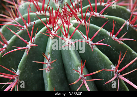 Federkiele und stacheligen Kaktus rote Stacheln von eine sehr gefährliche Sukkulente Stockfoto