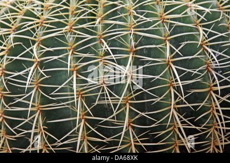 Federkiele und stacheligen Kaktus-Stacheln von eine sehr gefährliche Sukkulente Stockfoto