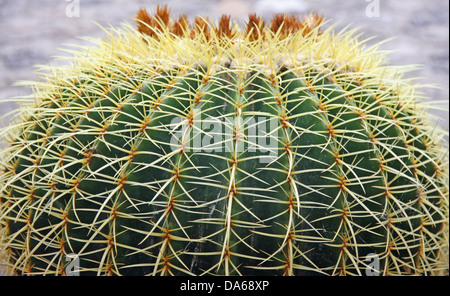 Federkiele und stacheligen Kaktus-Stacheln von eine sehr gefährliche Sukkulente Stockfoto