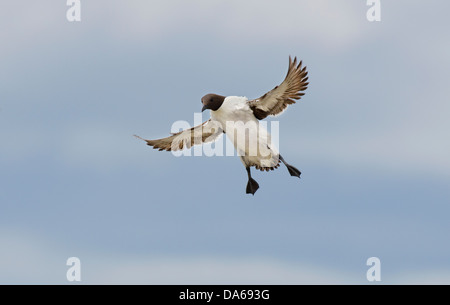 eine Landung auf seiner Verschachtelung Kolonie hereinkommen guillemot Stockfoto