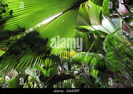 Landschaft der Seychellen - Insel Praslin Stockfoto