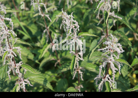 scharf und reizend Brennnessel Pflanzen hervorragend für die Zubereitung von leckeren Reis Stockfoto