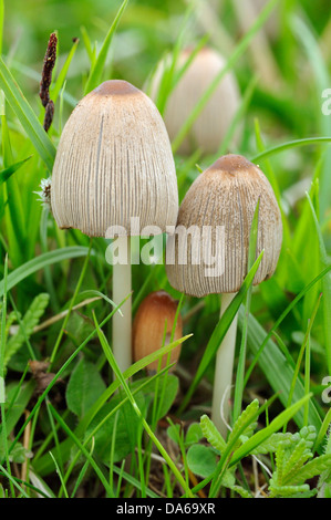 Gemeinsame Inkcap Pilze - Coprinus Atramentarius Gras Stockfoto