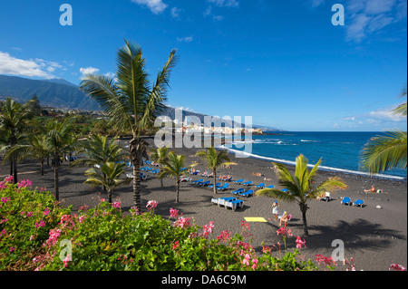 Teneriffa, Teneriffa, Kanaren, Kanarische Inseln, Spanien, Spanisch, Europa, Puerto De La Cruz, Playa Jardin, Palm Beach, palm Stockfoto