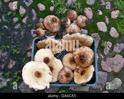 Pilze Sonnenschirm Macrolepiota procera Stockfoto