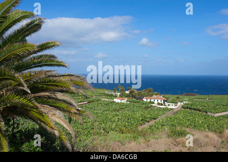 Teneriffa, Teneriffa, Kanaren, Kanarische Inseln, Spanien, Spanisch, Europa, Bananenplantage, Pflanzung, Pflanzungen, l Stockfoto