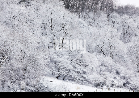 Waldgebiet im Schnee bei Minterne Magna, auf dem Land in der Nähe von Sherborne, Dorset, Großbritannien. Stockfoto