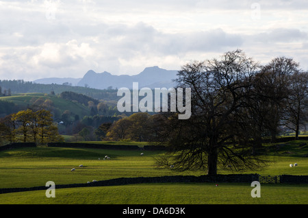 Ein Blick auf ein Feld getrennt durch Steinmauern mit wenigen Bäumen Schafe und Lämmer und Langdale Pikes in der Ferne. Stockfoto