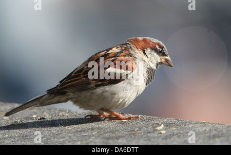Nahaufnahme von einem männlichen Haussperling (Passer Domesticus) Besuch von meinem Balkon (über 40 Bilder in Serie) Stockfoto