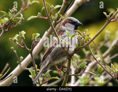Nahaufnahme von einem männlichen Haussperling (Passer Domesticus) Besuch in meinem Garten und Balkon (über 40 Bilder in Serie) Stockfoto