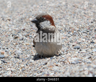 Nahaufnahme von einem großspurig und neugierigen männlichen Haussperling (Passer Domesticus) am Strand Stockfoto