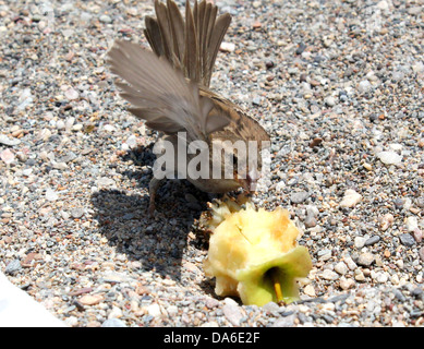 Nahaufnahme von einem weiblichen Haussperling (Passer Domesticus) einen Apfel essen, am Strand und mit ihren Flügeln schlägt Stockfoto