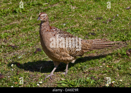 Weibliche gemeinsame Fasan (Phasianus Colchicus), UK Stockfoto