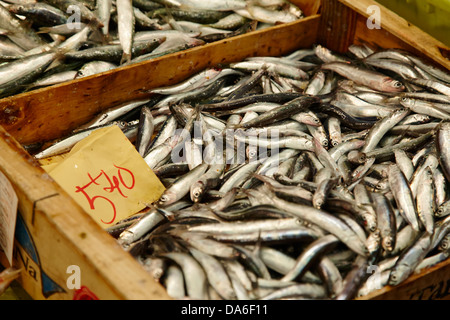 Schachtel mit frischen Sardinen Meeresfrüchte auf einem lokalen Markt in Tarragona-Katalonien-Spanien Stockfoto