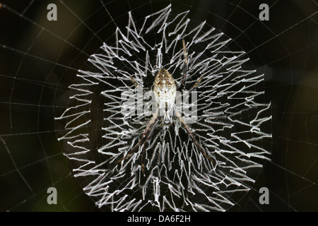 Radnetz Spinne, Kreuz Spinne (Argiope Catenulata) thront in der Mitte des kreisförmigen Spinngewebe mit einem Zick-Zack-Muster von grass Stockfoto