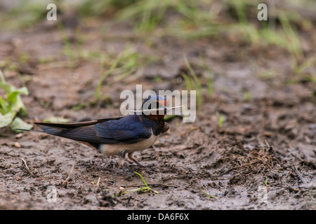 Rauchschwalbe (hirundo rustica) Sammeln von Nesting Material Stockfoto