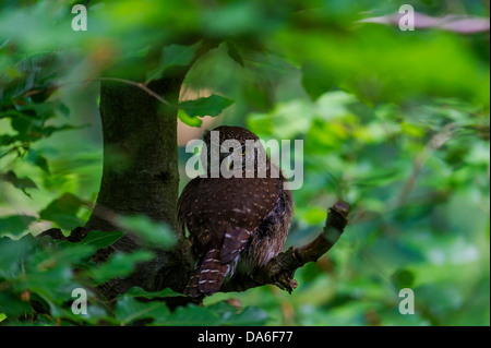 Sperlingskauz (glaucidium passerinum) sitzt auf einem Ast Stockfoto