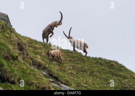 Alpine Steinböcke (Capra ibex), Bucks Stockfoto