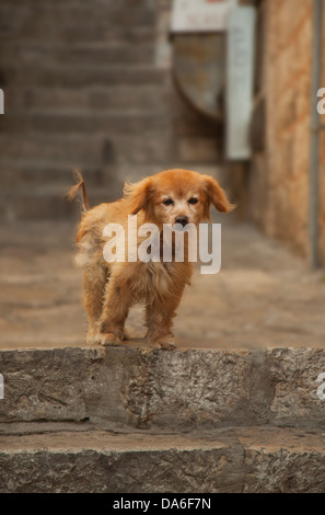 Stray Stadt Welpen Stockfoto