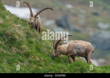 Alpine Steinböcke (Capra ibex), Fütterung Dollars Stockfoto