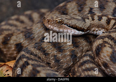 Viper, Viper, Addierer, Nattern, Asp Viper, Vipera Aspis Atra, Schlange, Schlangen, Reptilien, Reptilien, Porträt, geschützt, gefährdet, ich Stockfoto