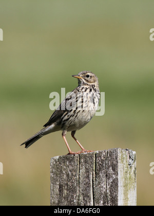 Wiese Pieper auf Post, Isle Of Skye Stockfoto