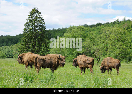 Herde der Wisent oder Europäische Bison (Bison Bonasus), gefangen Stockfoto