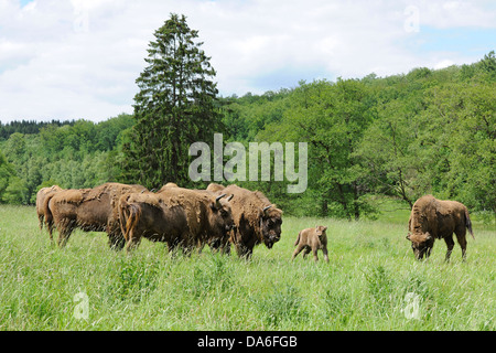 Herde der Wisent oder Europäische Bison (Bison Bonasus), gefangen Stockfoto