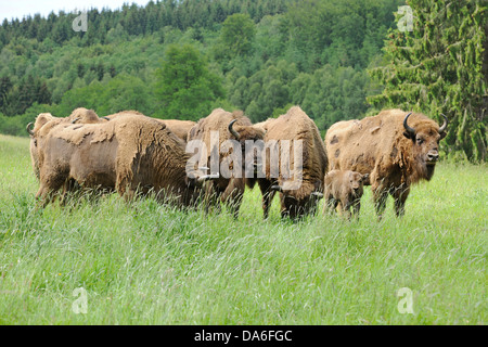 Herde der Wisent oder Europäische Bison (Bison Bonasus), gefangen Stockfoto