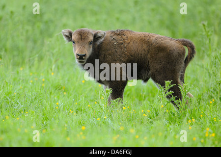 Wisent oder Europäische Bison (Bison Bonasus), Kalb, gefangen Stockfoto