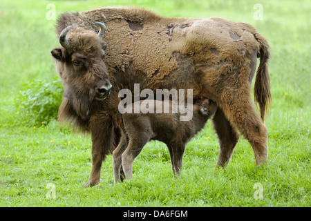 Wisent oder Europäische Bison (Bison Bonasus), Kuh eine Kalb, unverlierbare Spanferkel Stockfoto