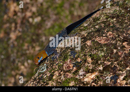 Eidechse, Eidechsen, Geckos, gelb-headed, Gecko Gonatodes Albogularis, Reptil, Reptilien, allgemein, anzeigen, Costa Rica, Skala, Scal Stockfoto