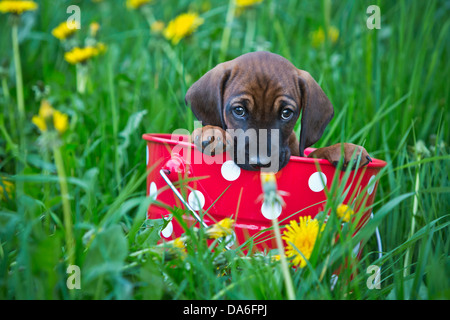 Bavarian Mountain Hound, Welpen sitzen in einem Eimer Stockfoto