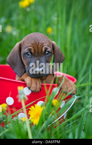 Bavarian Mountain Hound, Welpen sitzen in einem Eimer Stockfoto