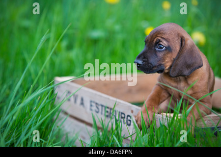 Bavarian Mountain Hound Welpen sitzen in einer Holzkiste Stockfoto