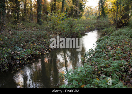 Fisch-Pass-Bypass-Kanal-Struktur mit bewachsenen Ufer am Byrons Pool auf dem Fluss Cam, Cambridge, Cambridgeshire, Großbritannien Stockfoto