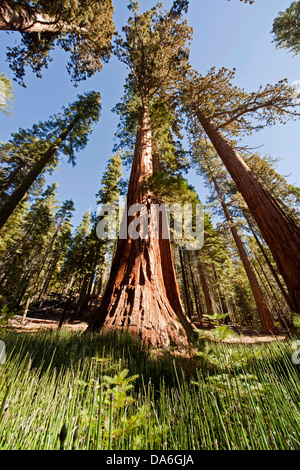 Riesenmammutbaum oder Sierra Redwood (Sequoiadendron Giganteum) im Mariposa Grove Stockfoto