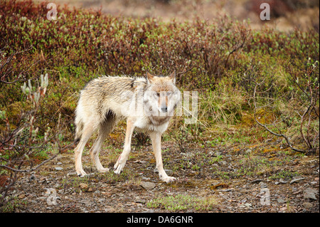 Wolf (Canis Lupus) schlich im Regen durch die arktische tundra Stockfoto