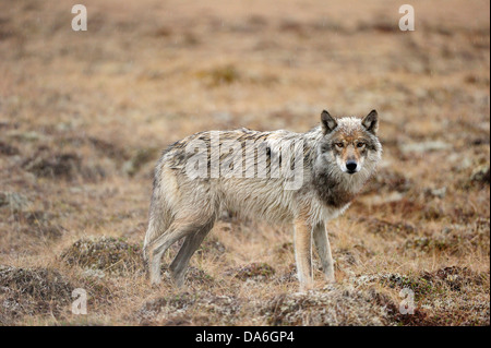 Wolf (Canis Lupus) schlich im Regen durch die arktische tundra Stockfoto