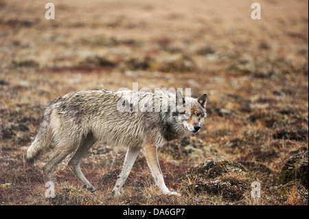 Wolf (Canis Lupus) schlich im Regen durch die arktische tundra Stockfoto