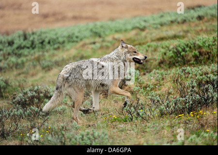 Wolf (Canis Lupus) schlich durch die arktische tundra Stockfoto